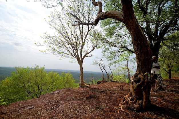 Bellissimo paesaggio con alberi