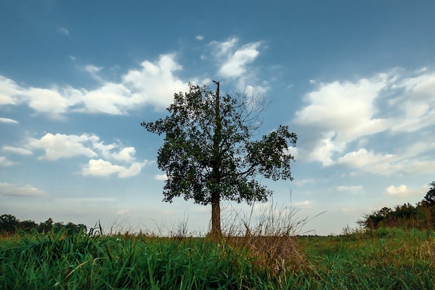 Bellissimo paesaggio con albero solitario si trova in un campo verde.