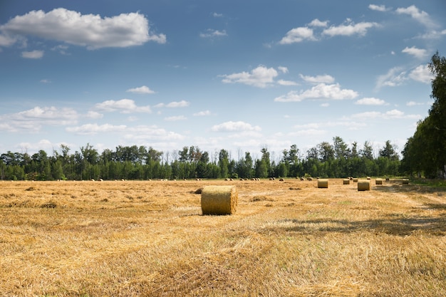 Bellissimo paesaggio con balle di paglia alla fine dell'estate