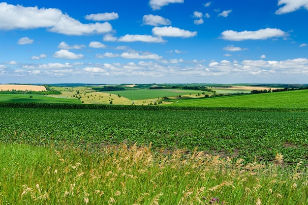 Bellissimo paesaggio con campi verdi sotto il cielo blu