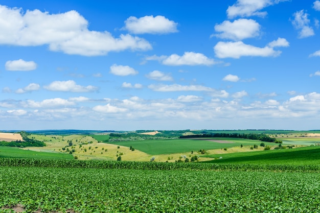 Bellissimo paesaggio con campi verdi sotto il cielo blu