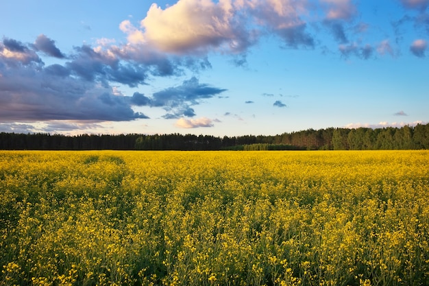 Bellissimo paesaggio con campo di colza gialla (Brassica napus L.) e cielo blu