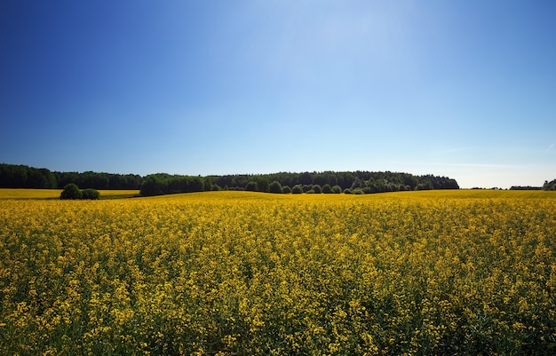 Bellissimo paesaggio con campo di colza gialla (Brassica napus L.) e cielo blu