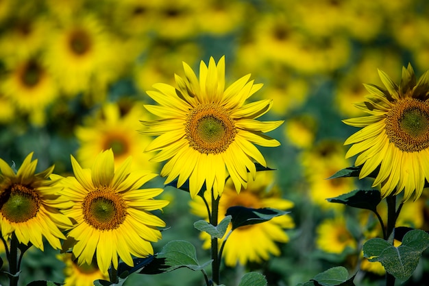 Bellissimo paesaggio con campo di girasoli. concetto di natura. Sfondo campo di girasoli