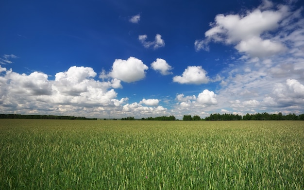 Bellissimo paesaggio con campo di segale e cielo azzurro con nuvole.