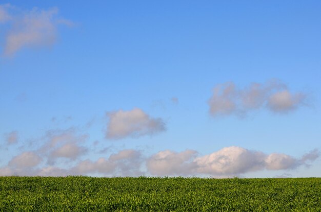 bellissimo paesaggio con cielo blu e nuvole e erba verde