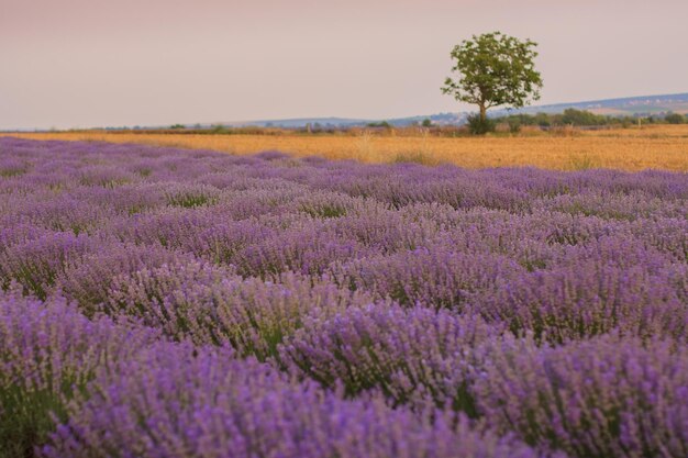 Bellissimo paesaggio con file di cespugli di lavanda viola