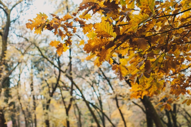 Bellissimo paesaggio con foglie di quercia gialla da vicino