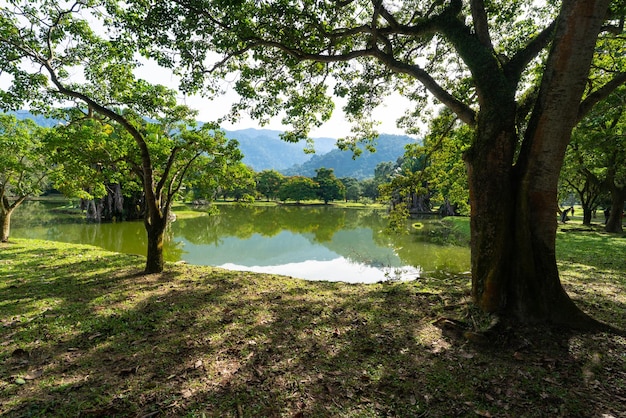 Bellissimo paesaggio con lago e alberi