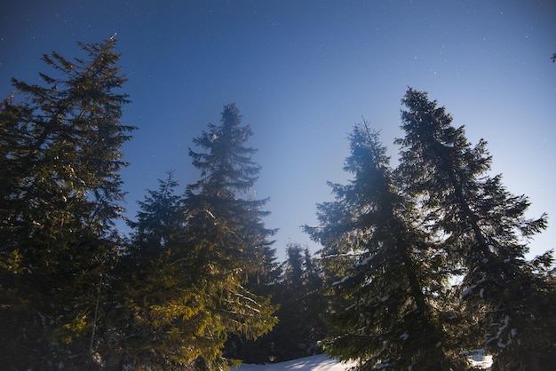 Bellissimo paesaggio con maestosi abeti ad alto fusto