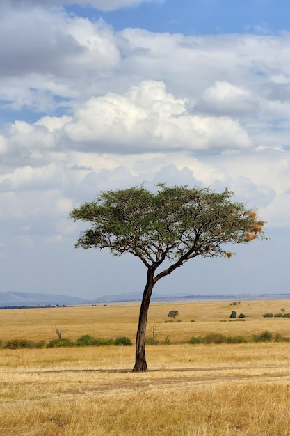 Bellissimo paesaggio con un albero in Africa