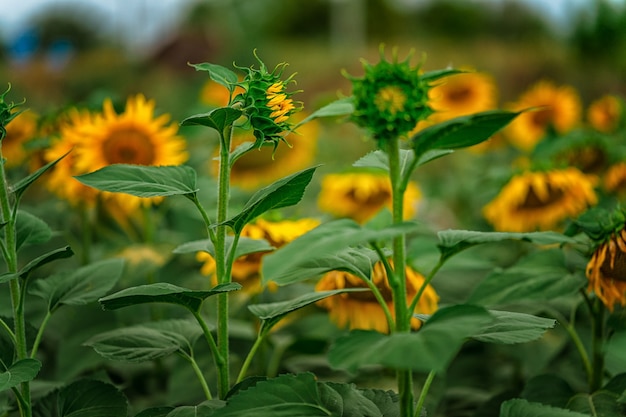 Bellissimo paesaggio con un campo di girasoli