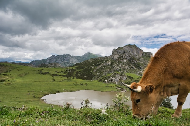 bellissimo paesaggio dei laghi di covadonga nelle asturie in spagna lago enol lago ercina