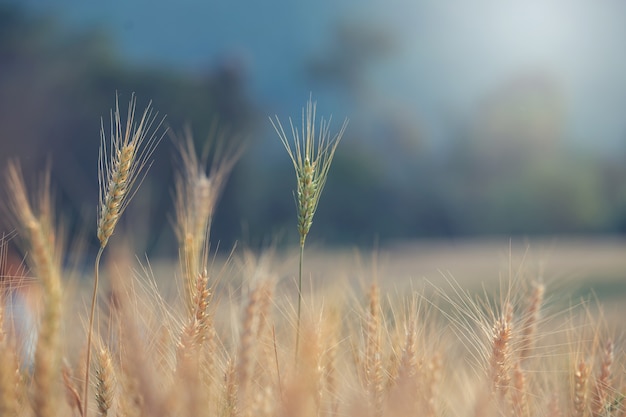 Bellissimo paesaggio del campo di orzo in estate al tramonto