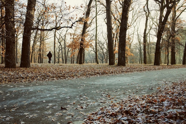 bellissimo paesaggio del parco nel tardo autunno, inverno