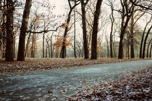 bellissimo paesaggio del parco nel tardo autunno, inverno