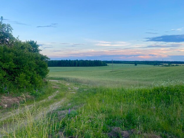 bellissimo paesaggio del villaggio strada campo e foresta cielo blu