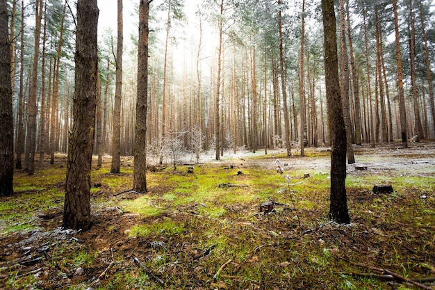 Bellissimo paesaggio della foresta di pini in una giornata di sole primaverile