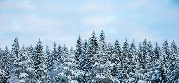 Bellissimo paesaggio della foresta invernale.