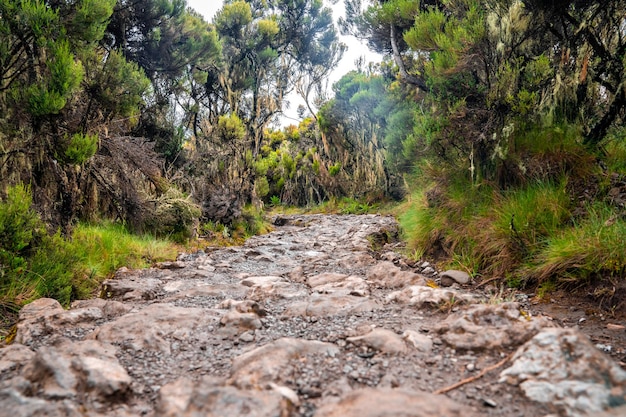 Bellissimo paesaggio della Tanzania e del Kenya dal monte Kilimanjaro. Rocce, cespugli e terreno vulcanico vuoto intorno al vulcano Kilimanjaro.