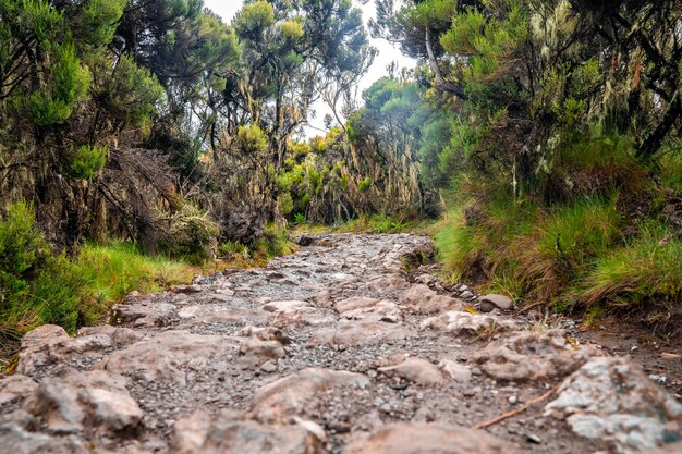 Bellissimo paesaggio della Tanzania e del Kenya dal monte Kilimanjaro. Rocce, cespugli e terreno vulcanico vuoto intorno al vulcano Kilimanjaro.