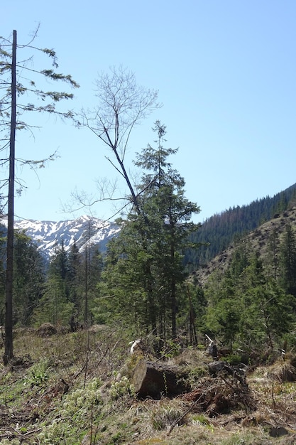 bellissimo paesaggio della valle di montagna