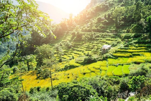 Bellissimo paesaggio della valle verde con terrazze di riso nell'Himalaya nepalese