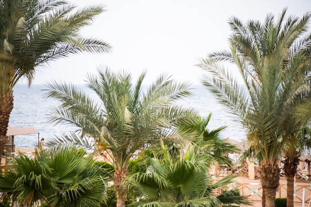 Bellissimo paesaggio delle palme e dell'oceano