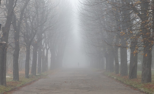 Bellissimo paesaggio di autunno nebbioso parco e foglie gialle