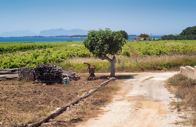 Bellissimo paesaggio di campagna siciliana