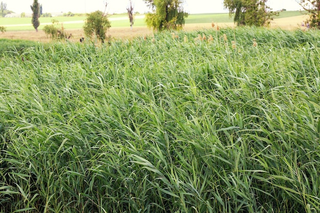 Bellissimo paesaggio di campagna