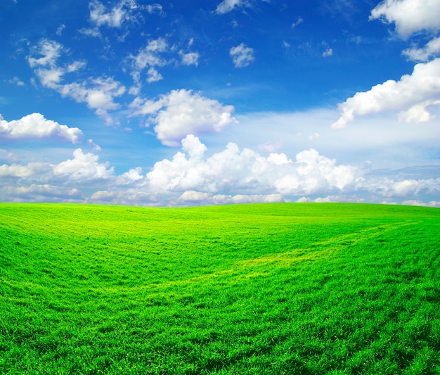 Bellissimo paesaggio di campo verde e cielo blu