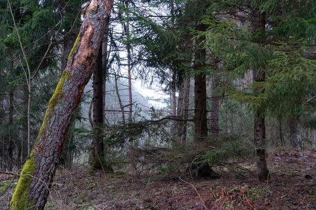 Bellissimo paesaggio di foresta di conifere I tronchi degli alberi e gli aghi sui rami In lontananza si possono vedere nebbia e nuvole grigie