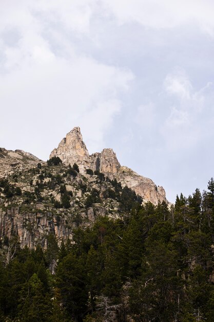 Bellissimo paesaggio di foresta di montagna