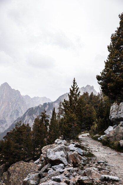 Bellissimo paesaggio di foresta di montagna