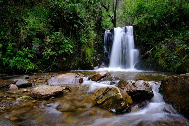 Bellissimo paesaggio di foresta interandina dove scorre un ruscello d'acqua che forma cascate e un piccolo fiume