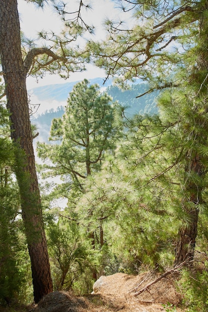 Bellissimo paesaggio di foreste di pini nelle montagne di La Palma Isole Canarie Spagna Incredibile all'aperto o natura con alberi dal verde intenso in una giornata estiva Terra tranquilla e panoramica