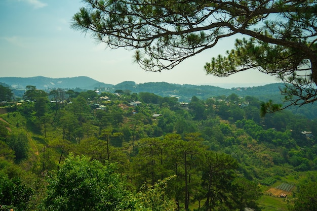 Bellissimo paesaggio di giungla di pini al mattino gruppo di alberi di pino si alzano in aria fresca vista verde nella foresta di erba di copertura alberi tronco bel paesaggio per il viaggio di Dalat in Vietnam