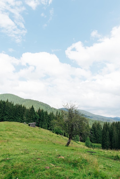 Bellissimo paesaggio di montagna con alberi da frutto di pascoli e fienile in legno