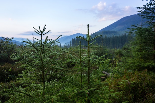 Bellissimo paesaggio di montagna. sfondo di foreste di pini nella nebbia mattutina