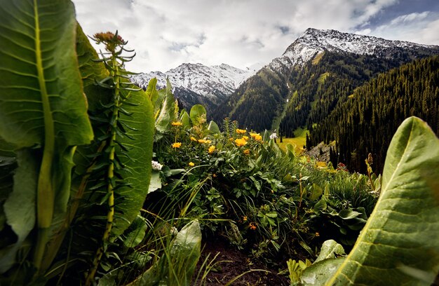 Bellissimo paesaggio di montagne