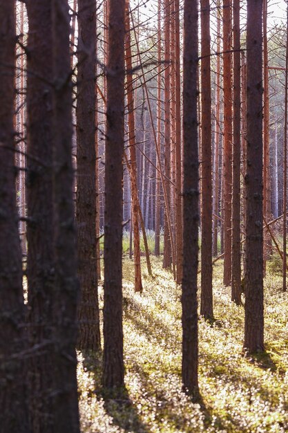 Bellissimo paesaggio di pineta in una giornata estiva. Sfondo della natura. Gli alti alberi dei pini che crescono nella vecchia foresta.