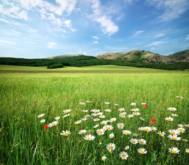 Bellissimo paesaggio di prati. Composizione della natura.