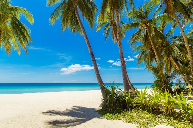 Bellissimo paesaggio di spiaggia tropicale Palme da cocco mare barca a vela e sabbia bianca