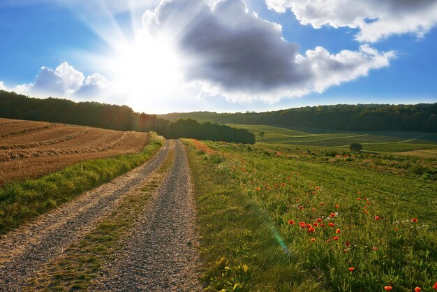 Bellissimo paesaggio di una fattoria con un sentiero all'alba con un cielo blu nuvoloso Ampio terreno infinito con erba verde lussureggiante e fiori rossi che crescono Una collina con un sole splendente sullo sfondo