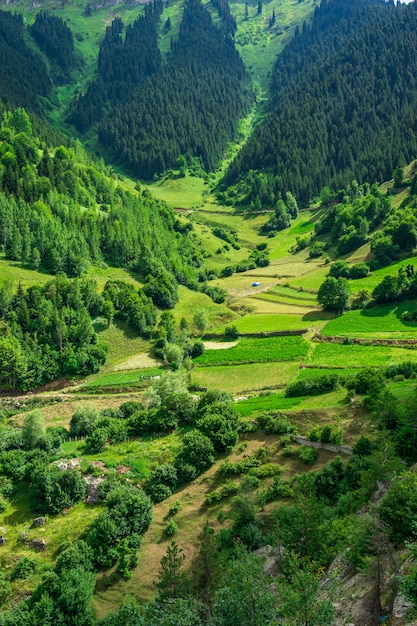 Bellissimo paesaggio estivo a Savsat, provincia di Artvin, Turchia