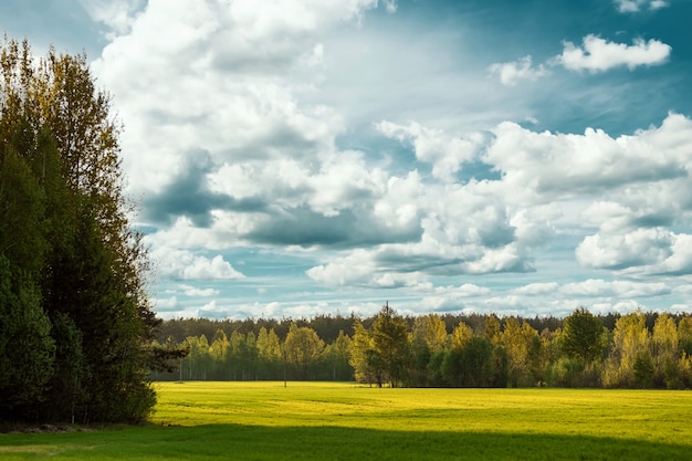 Bellissimo paesaggio estivo campo verde foresta e cielo blu.