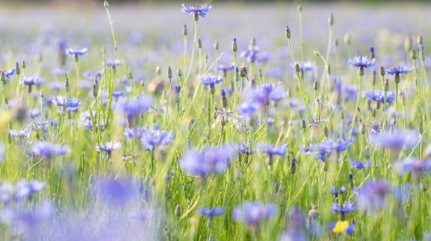 Bellissimo paesaggio estivo con sfondo del desktop campo di fiordaliso Immagine da vicino