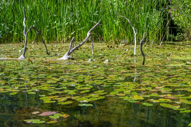 Bellissimo paesaggio estivo del fiume Piccolo Cheremshan con sponde della foresta erba e corrente L'Ulyanovsk