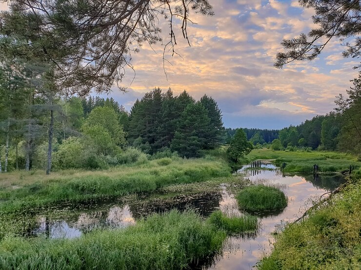 Bellissimo paesaggio estivo, fiume foresta con la riflessione del cielo.